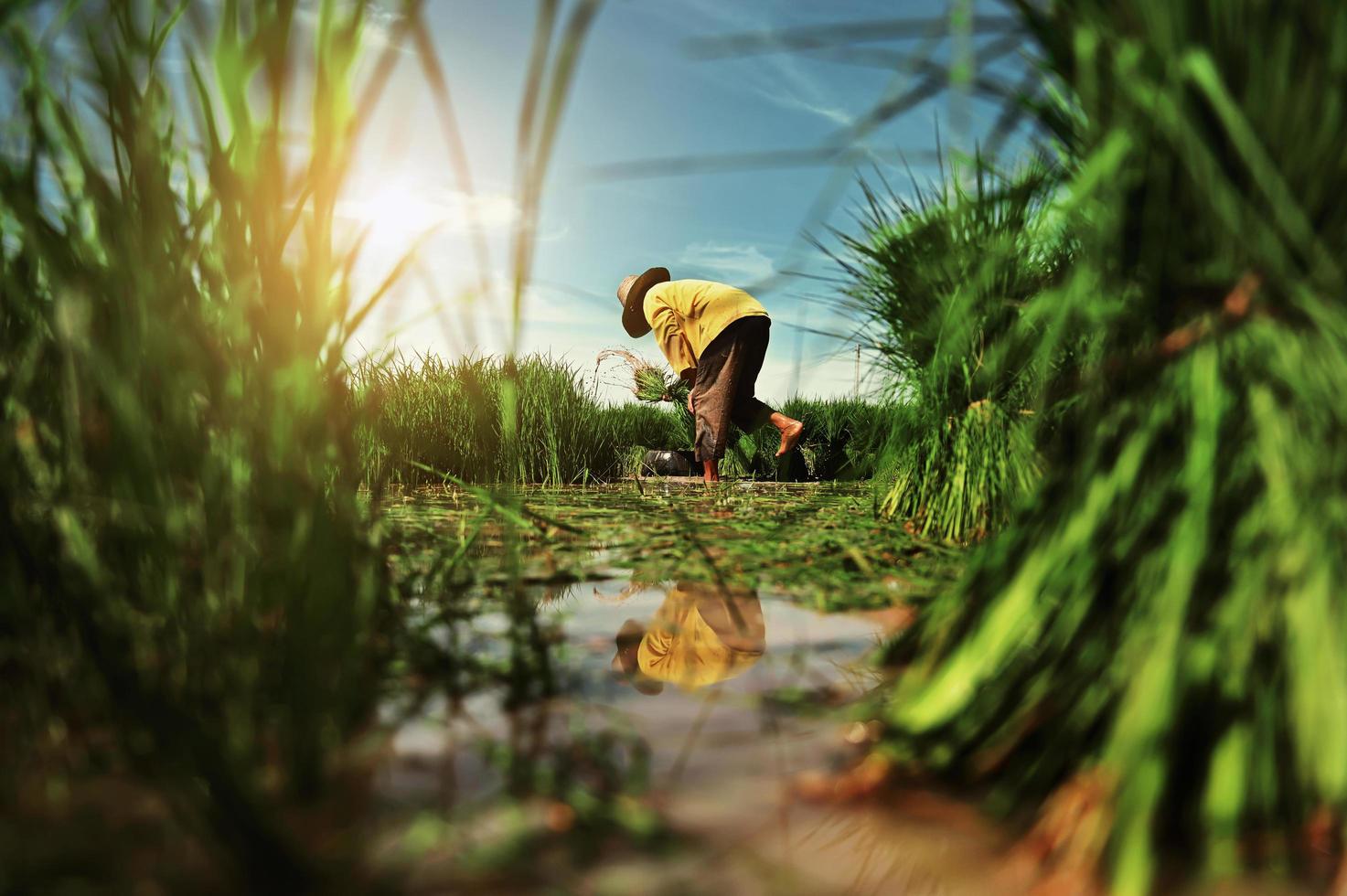 persona plantando en campo de arroz foto