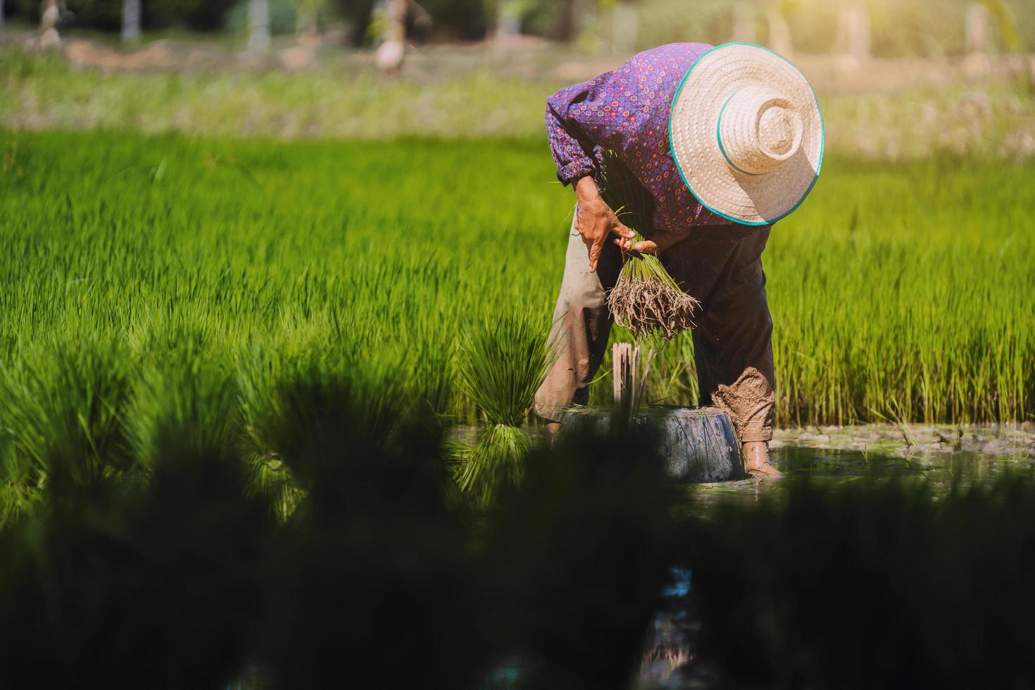 persona plantando en campo de arroz foto