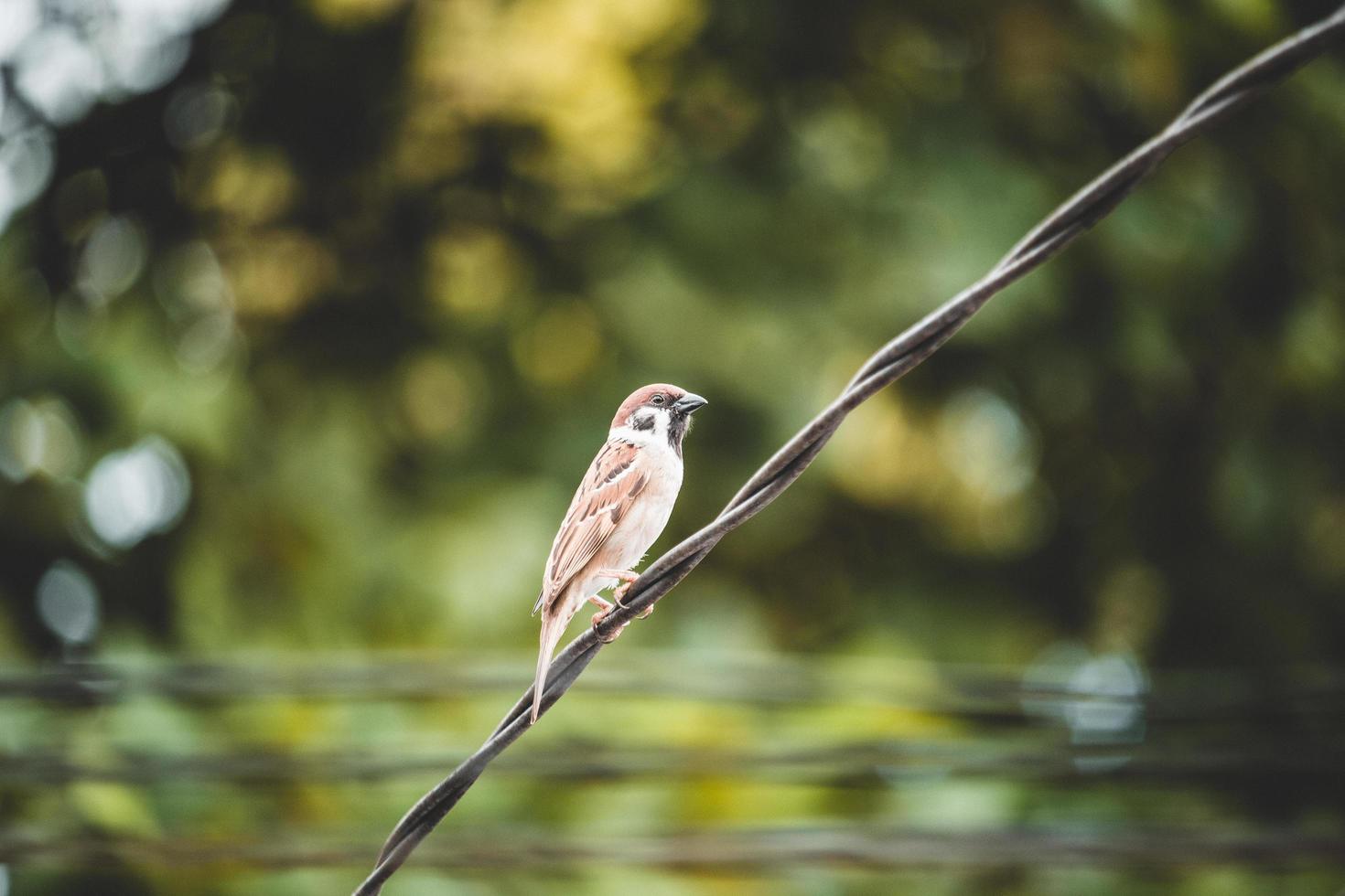 Bird perched on wire photo