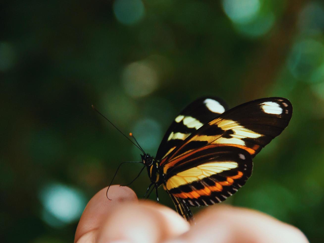 Monarch butterfly on finger tips photo