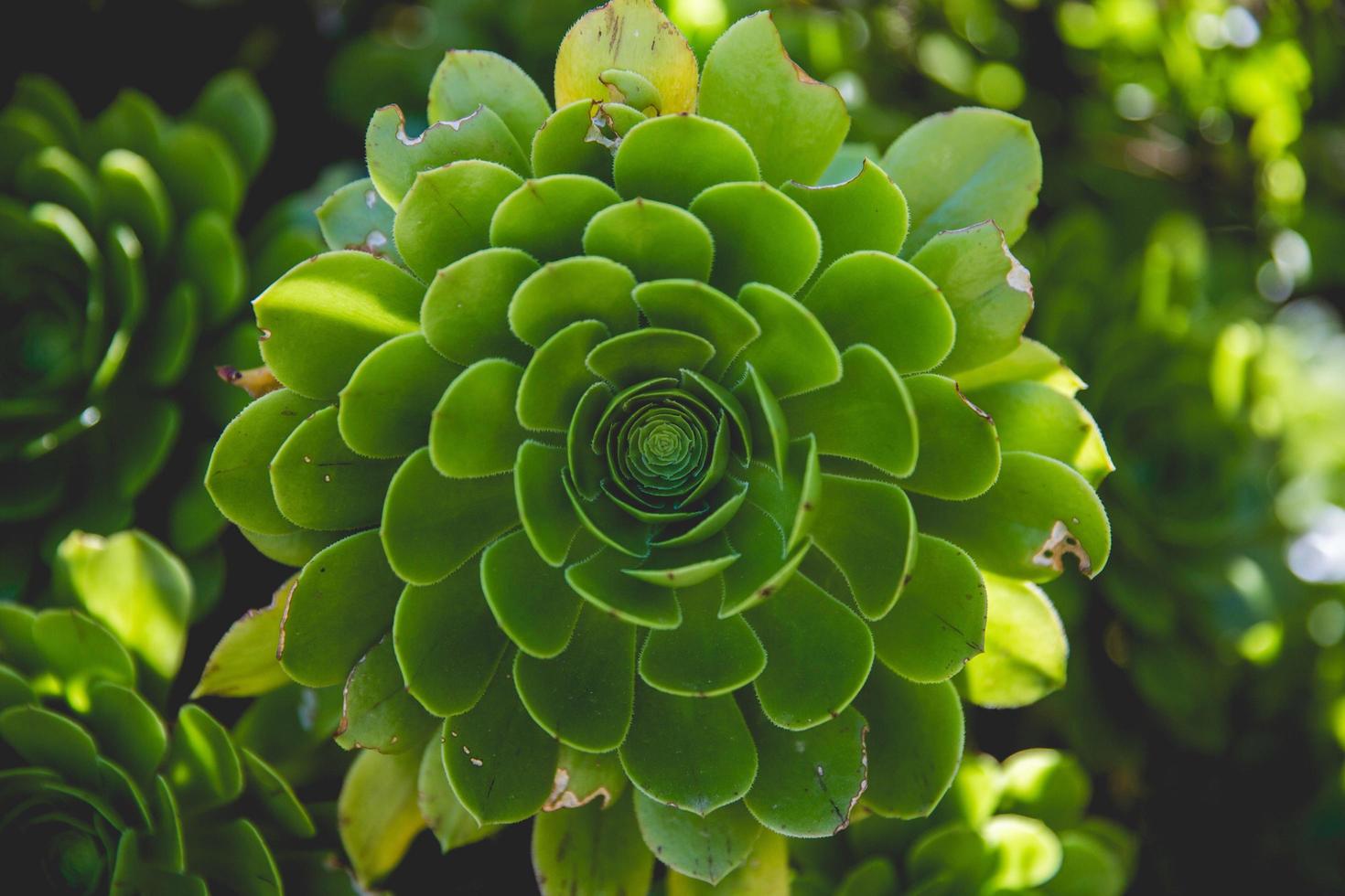 planta de hojas verdes foto