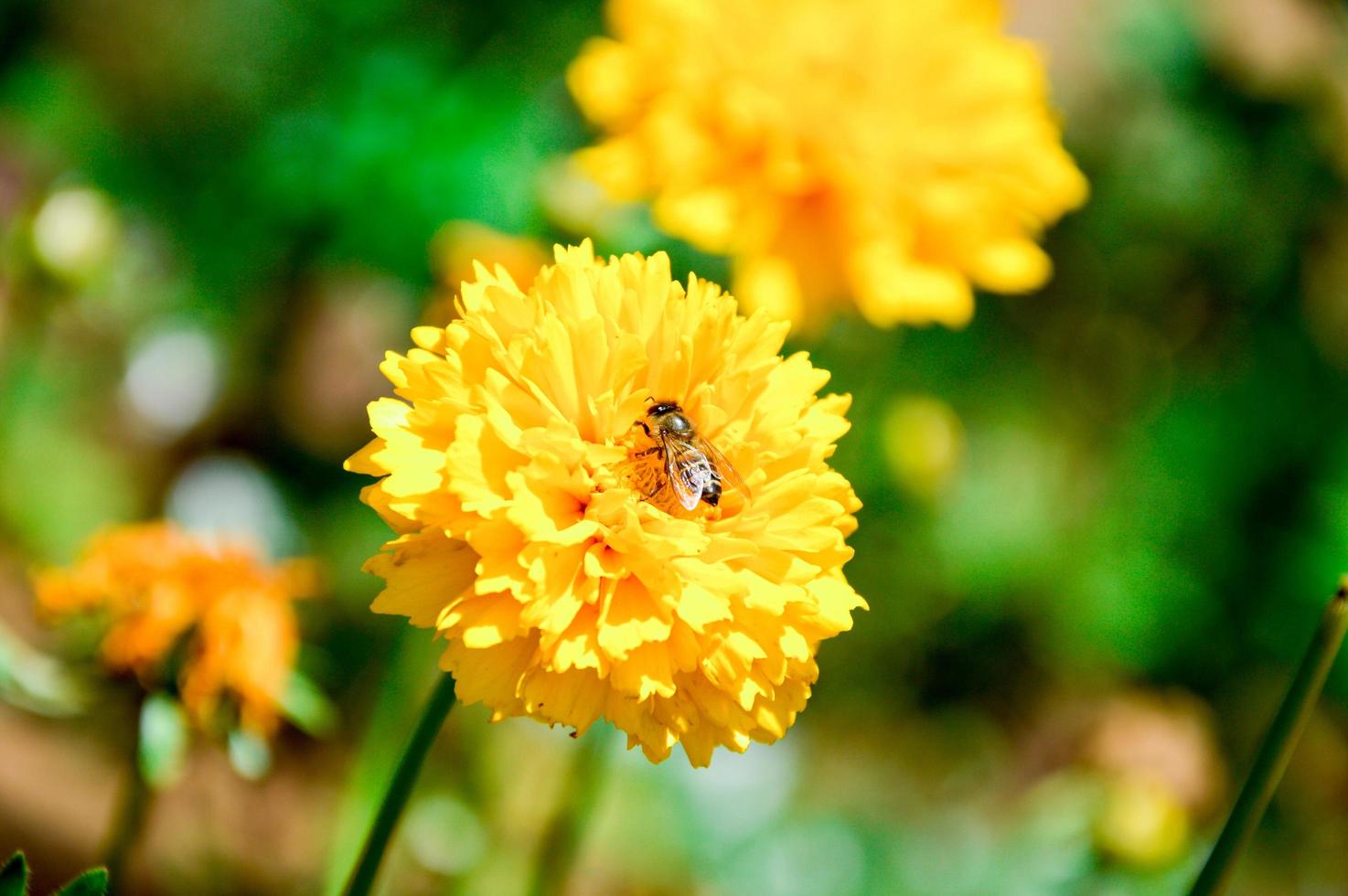 Bee on yellow flower photo