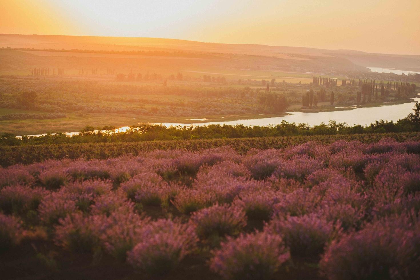 A field of lavender near stream photo