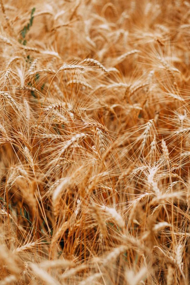 Close-up of wheat field photo