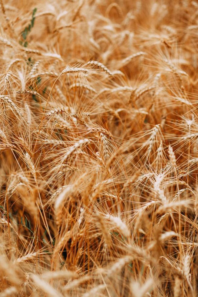 primer plano del campo de trigo foto