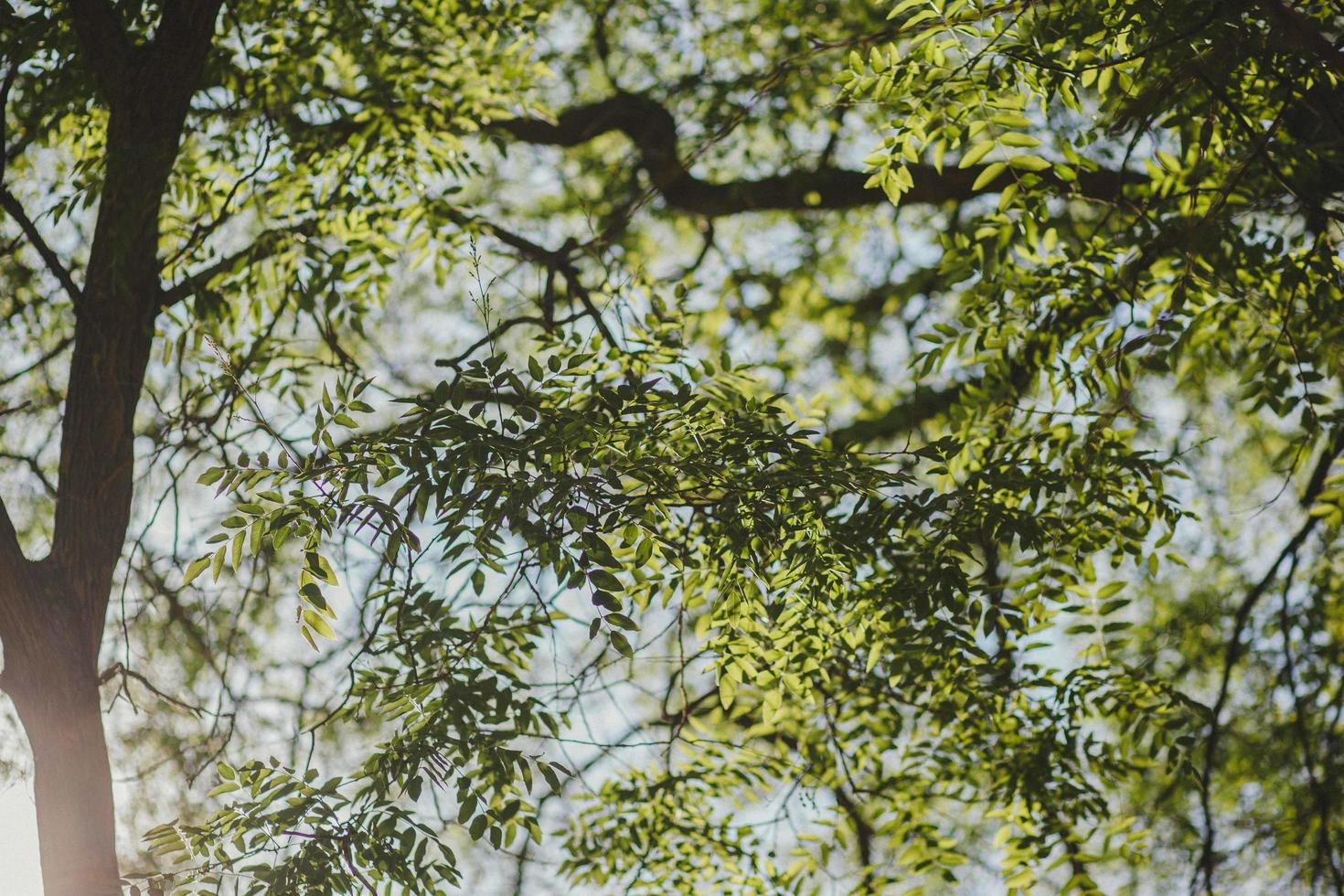 Looking up at tree branches photo