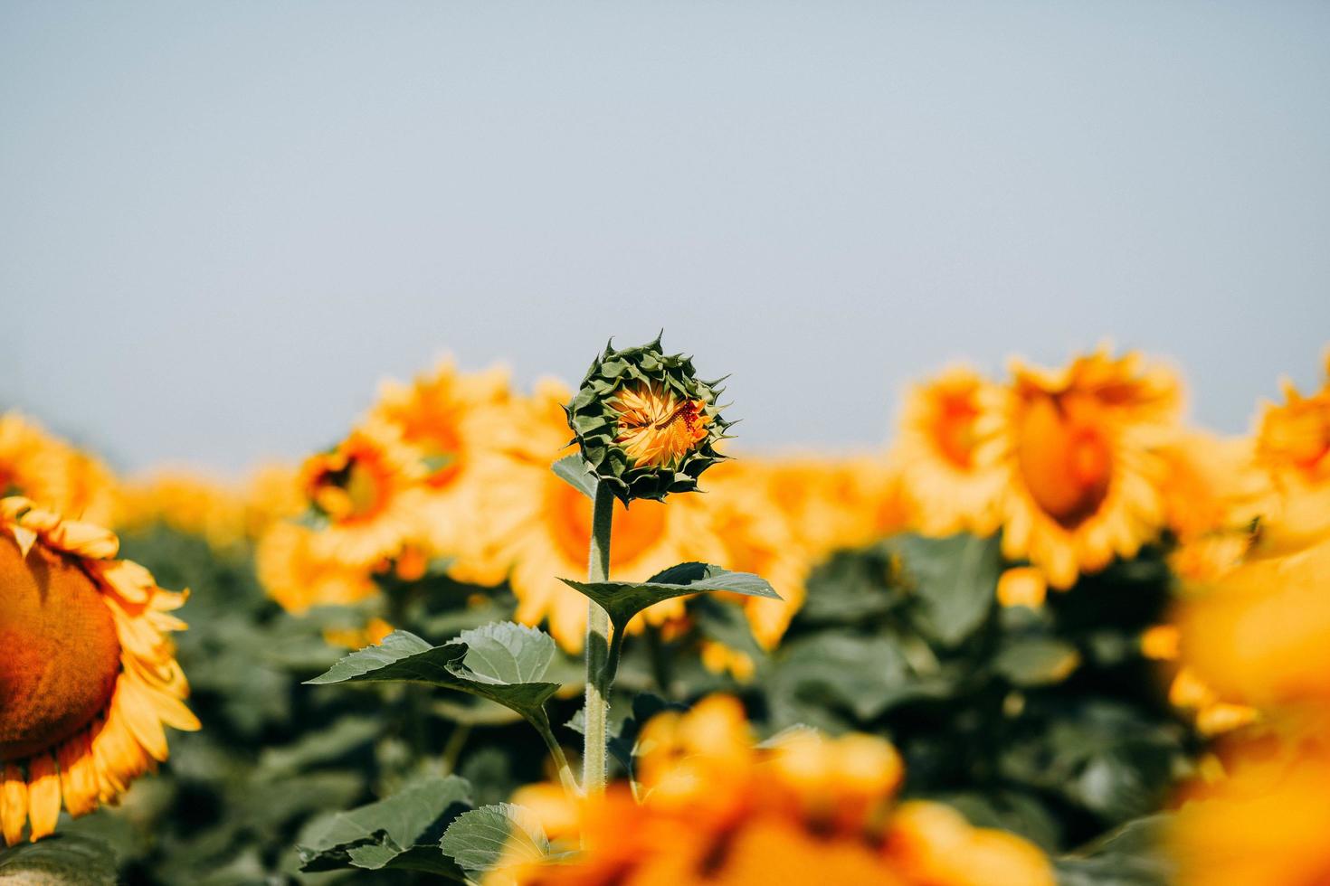 Sunflower beginning to bloom photo