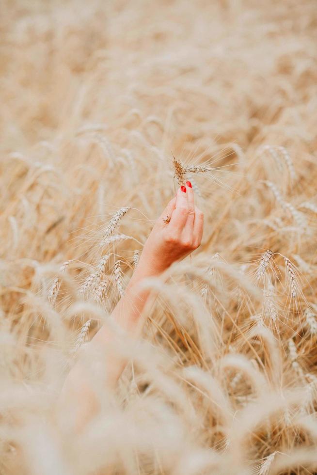 Hand holding wheat in wheat field photo