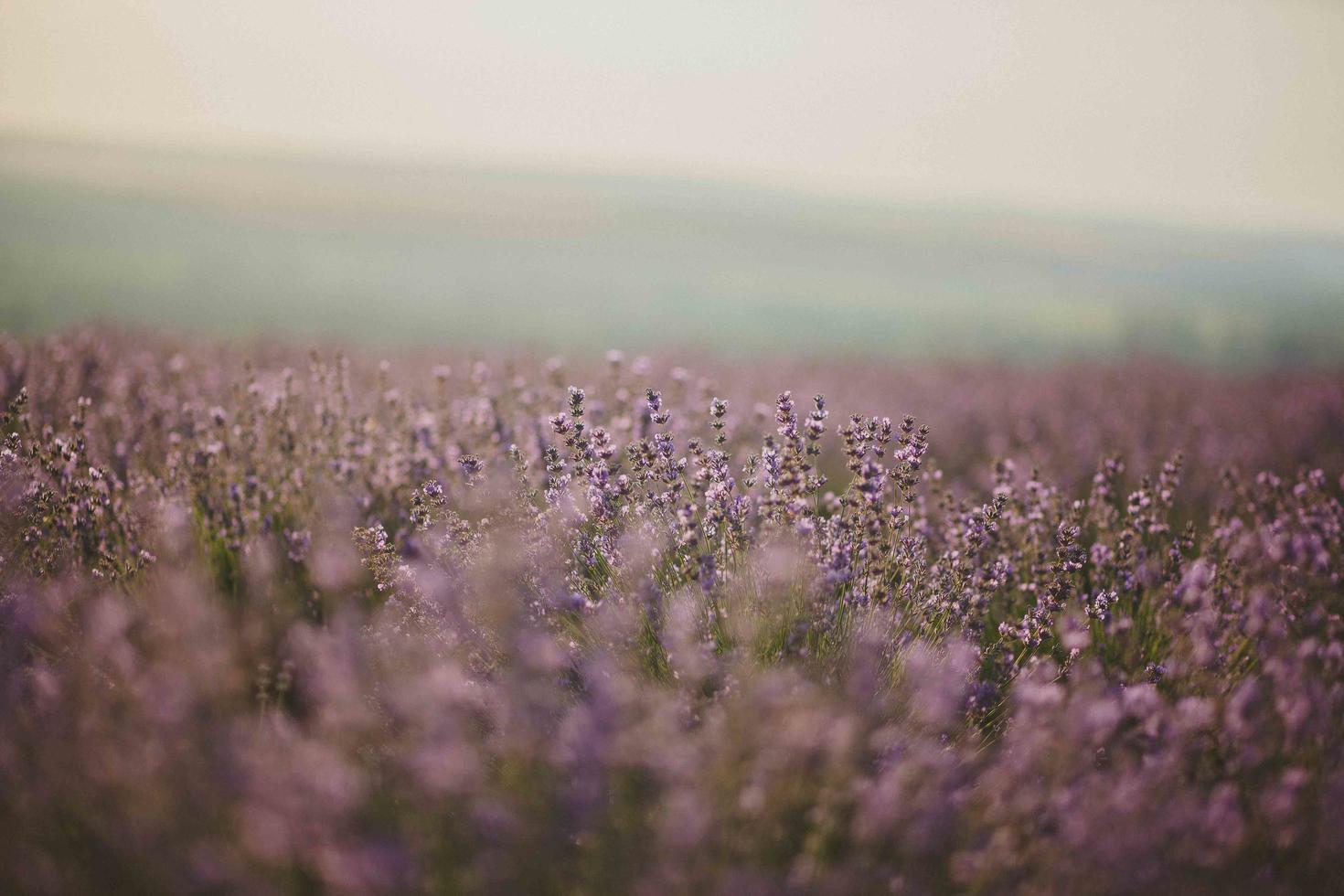 Lavender Flower Field photo