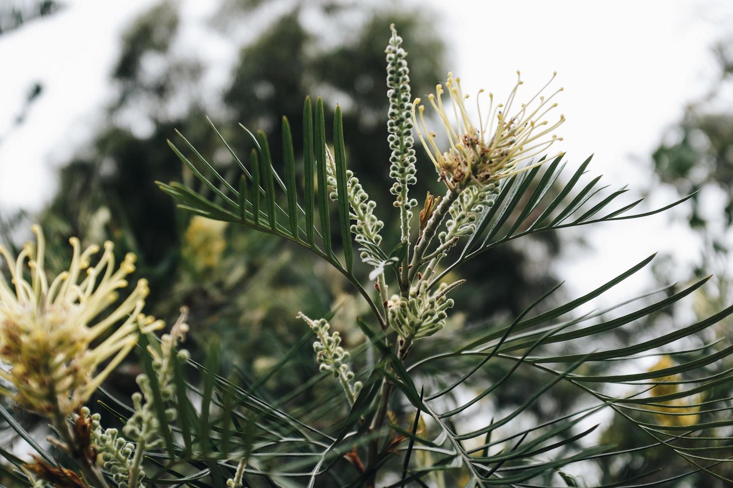 Yellow pincushion flowers photo