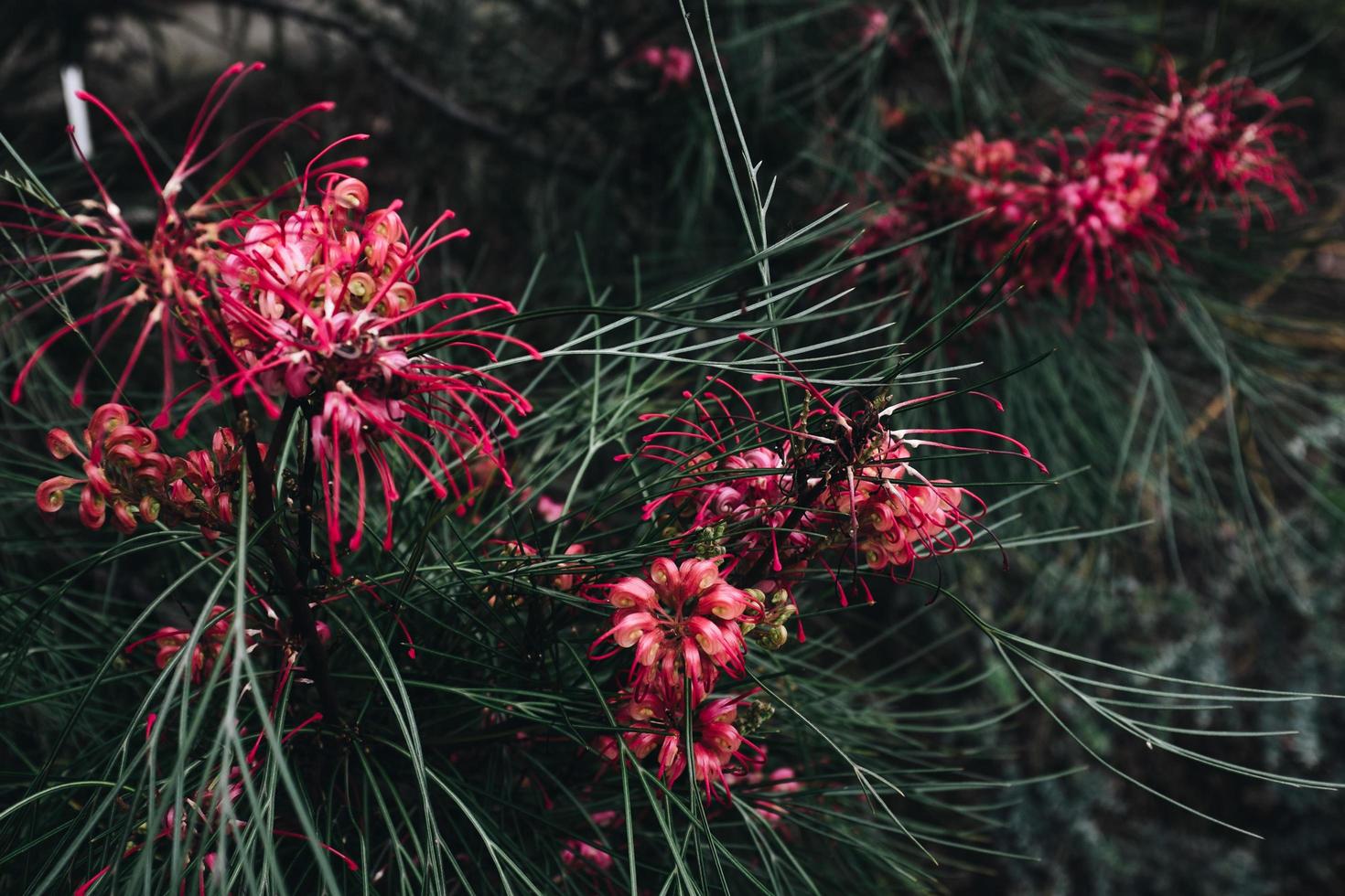 cerca de flor roja foto