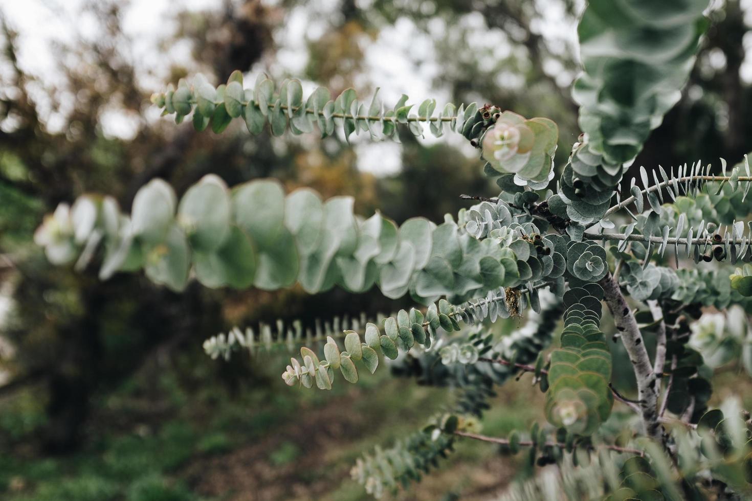 Green leaf branch photo