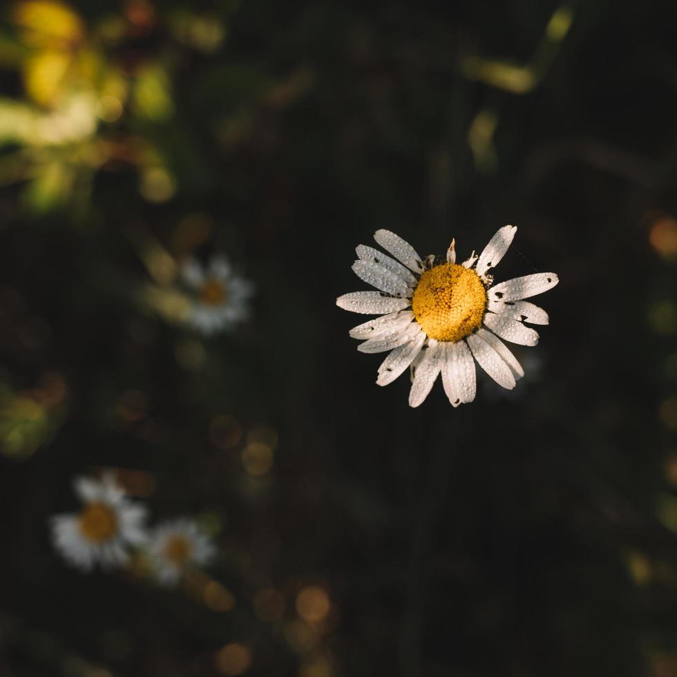 flor blanca y amarilla foto