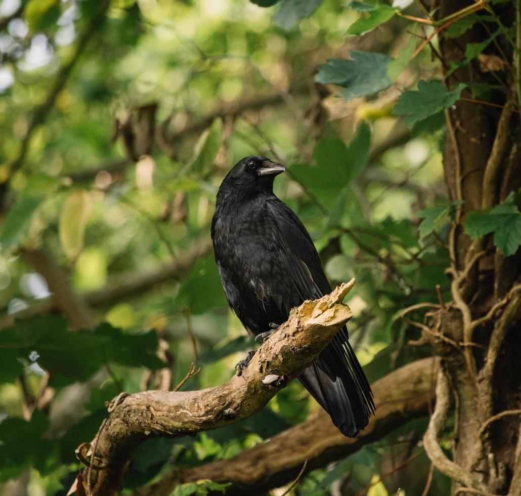 pájaro negro en rama foto