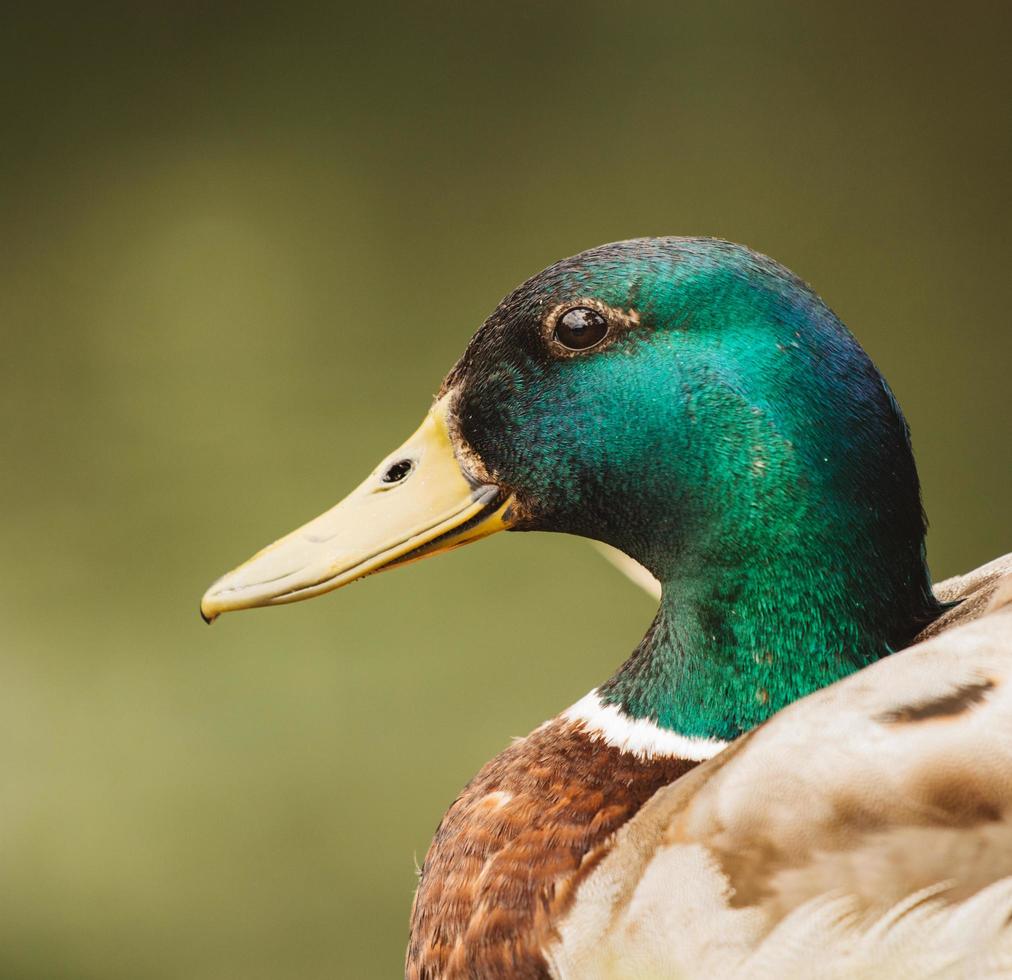Brown and green mallard duck photo