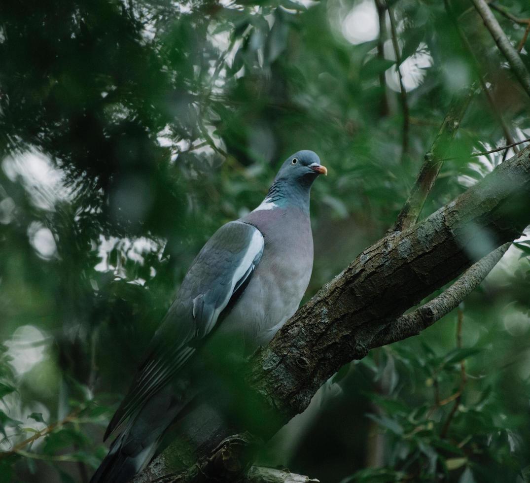 pájaro azul y blanco en la rama de un árbol foto