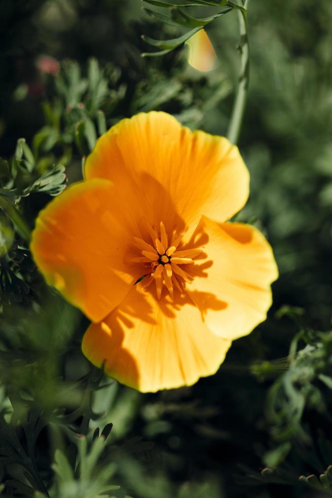 Yellow flower in the sun photo