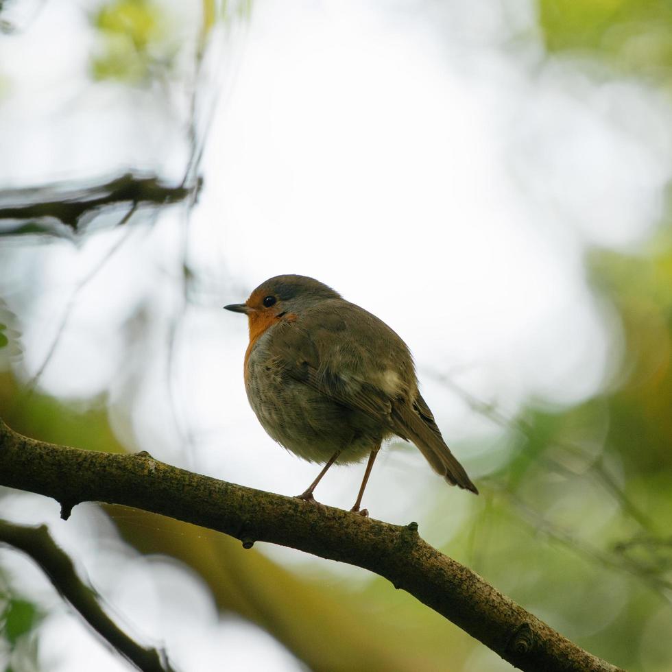 Small bird on tree branch photo