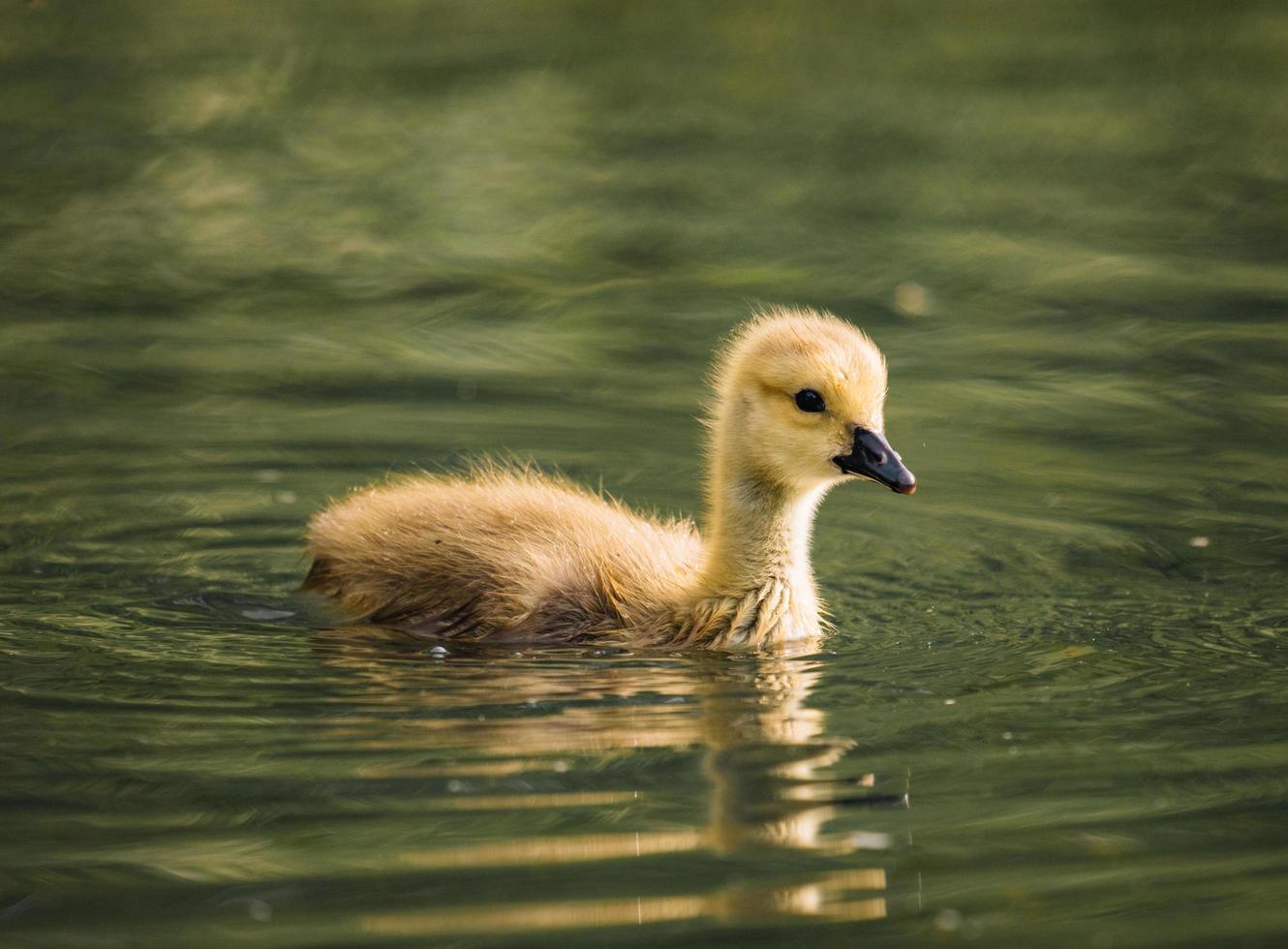 Brown baby duck photo