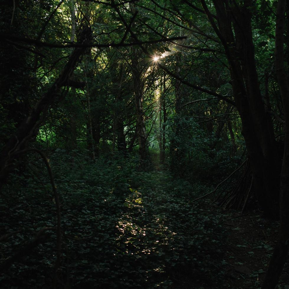 árboles verdes en bosque foto