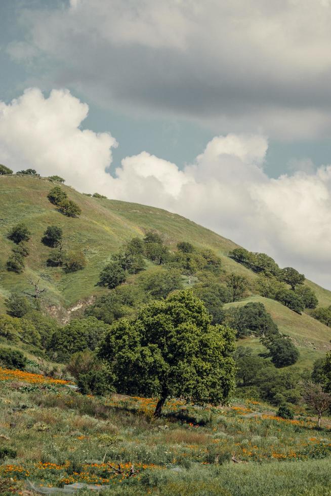 Green hills under blue clouds photo