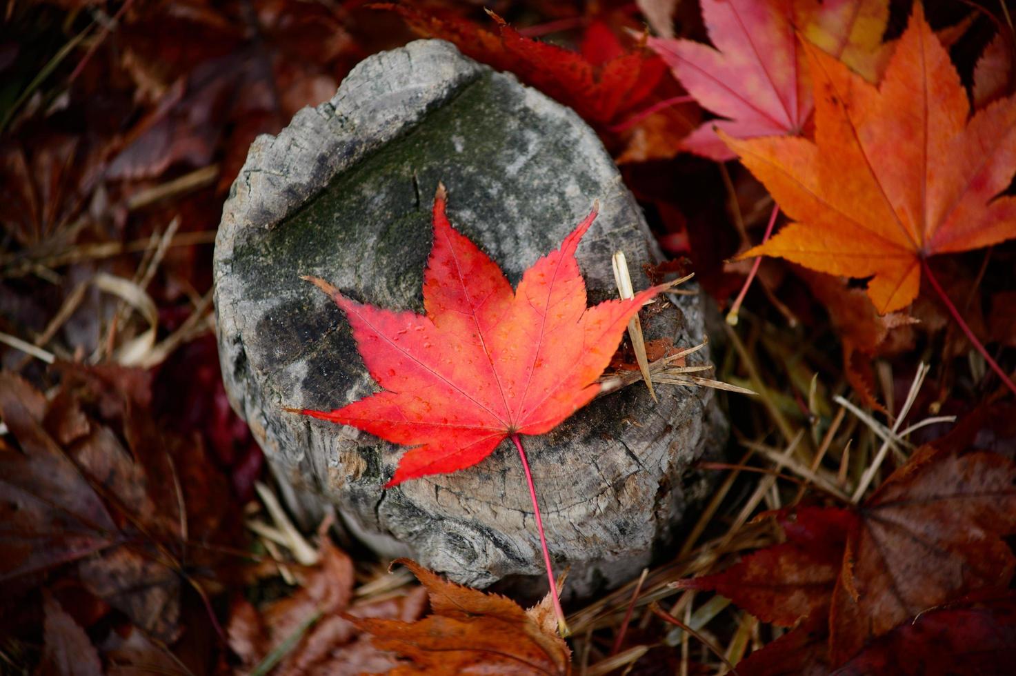 Red leaf on gray tree trunk photo