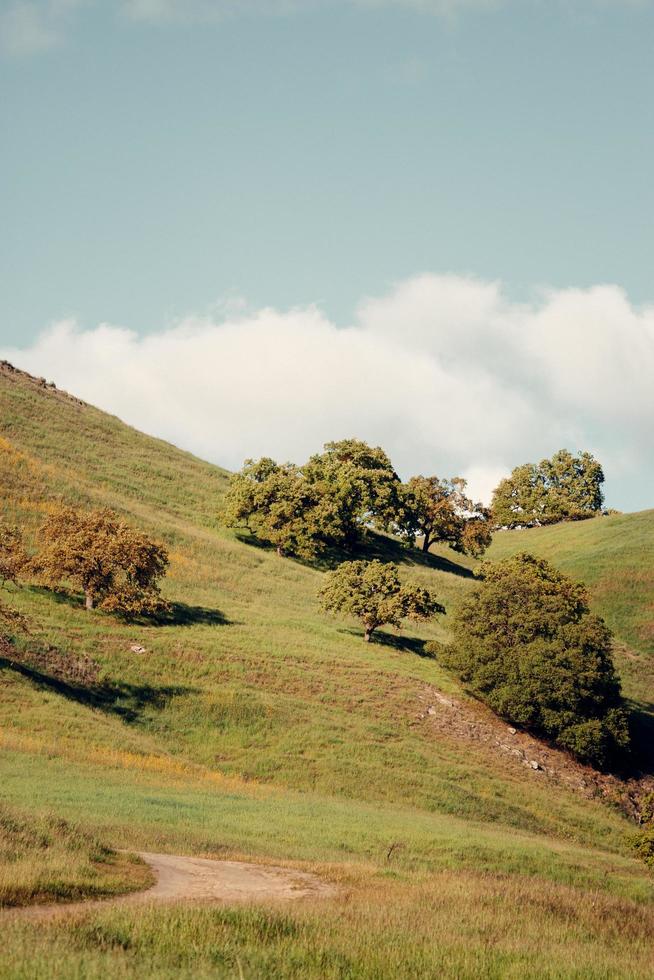 pasto verde del valle foto