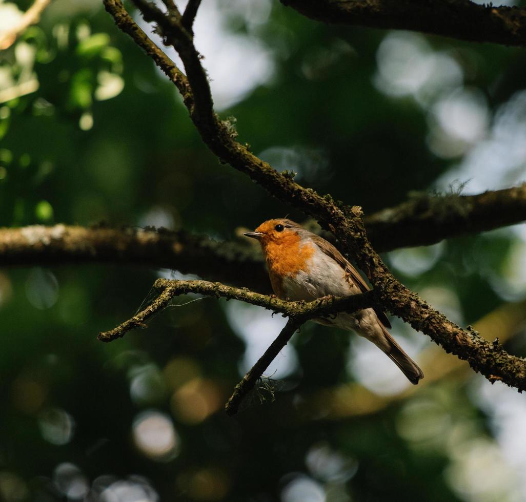 pájaro marrón y blanco en la rama de un árbol foto