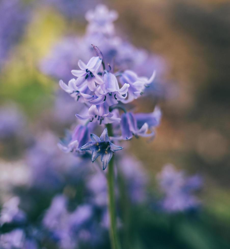 Purple flower detail photo