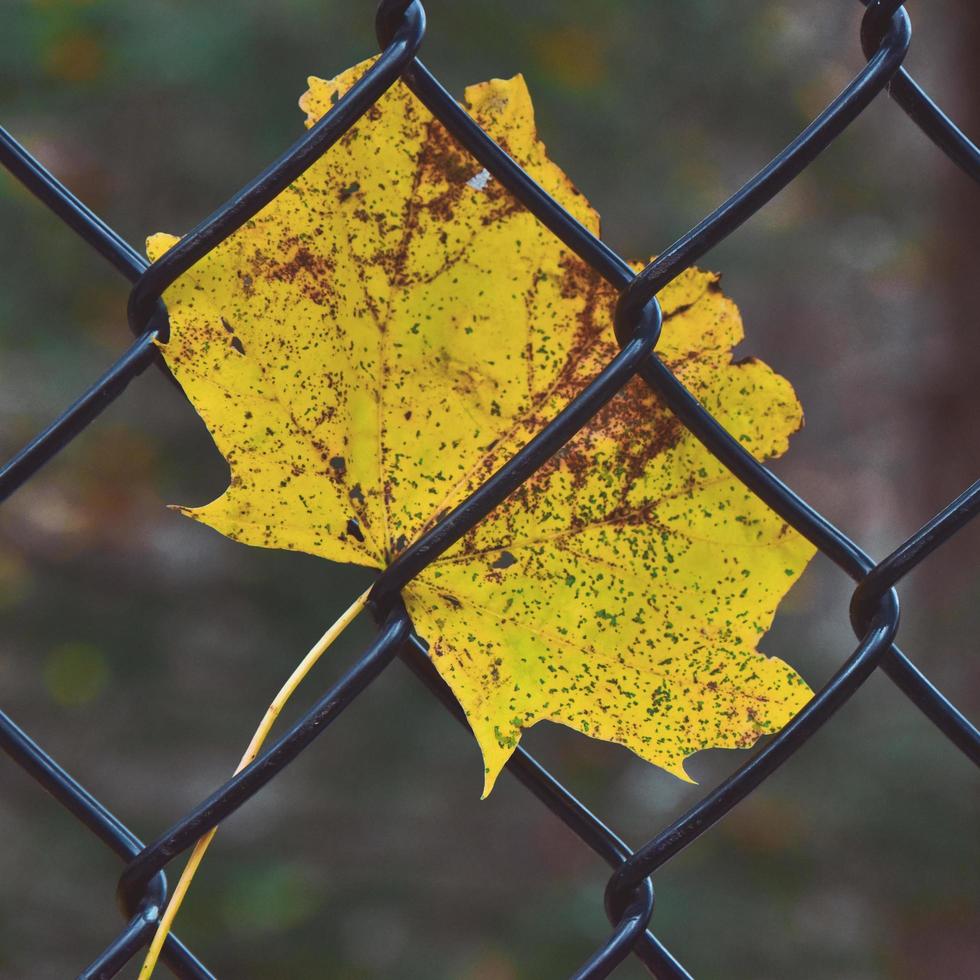 Selective focus of yellow leaf of fence photo