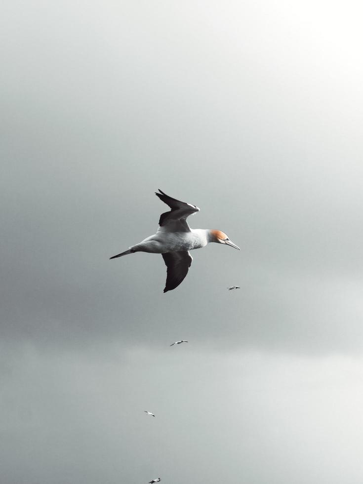 Seagull flying in sky photo