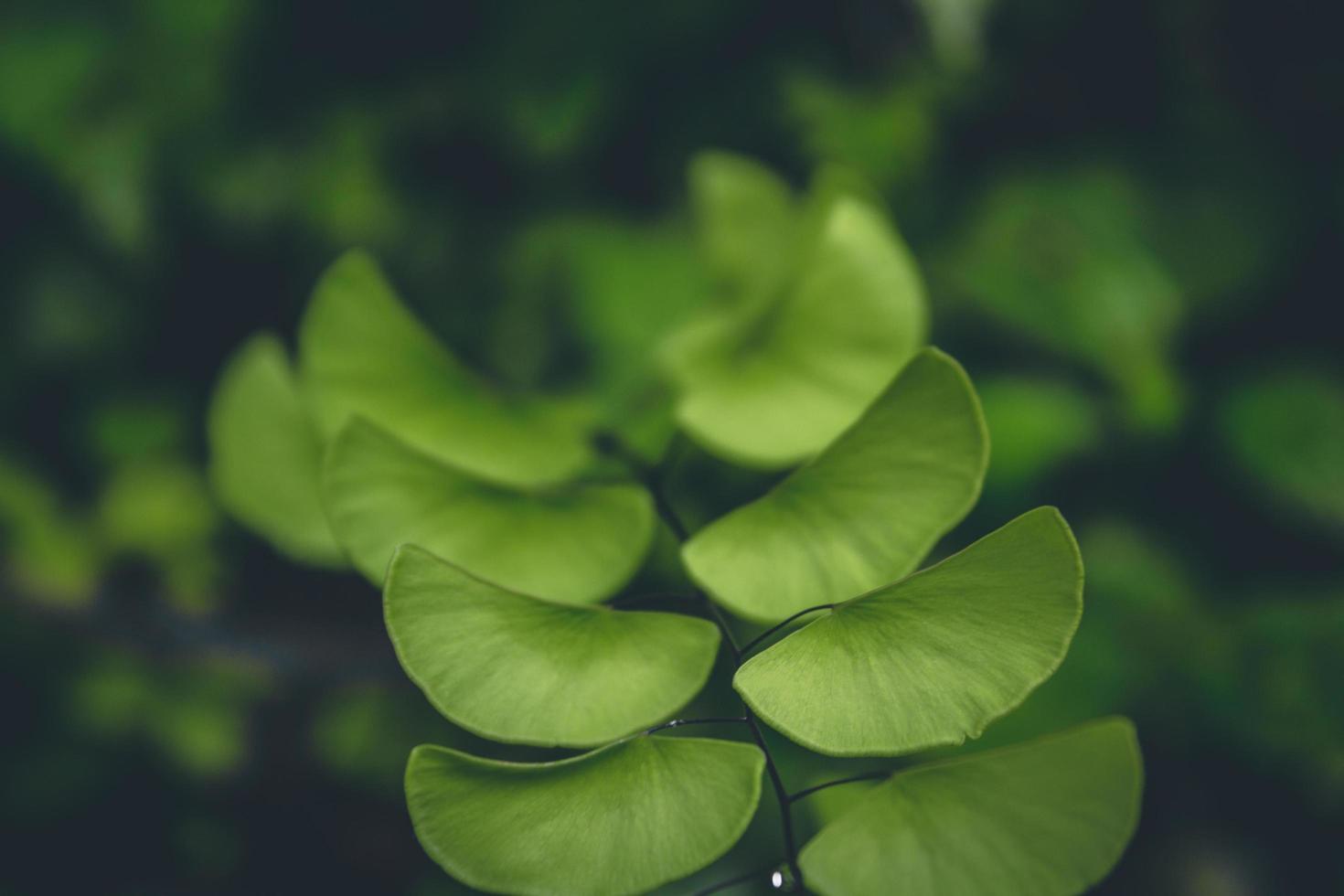 planta de hoja verde foto