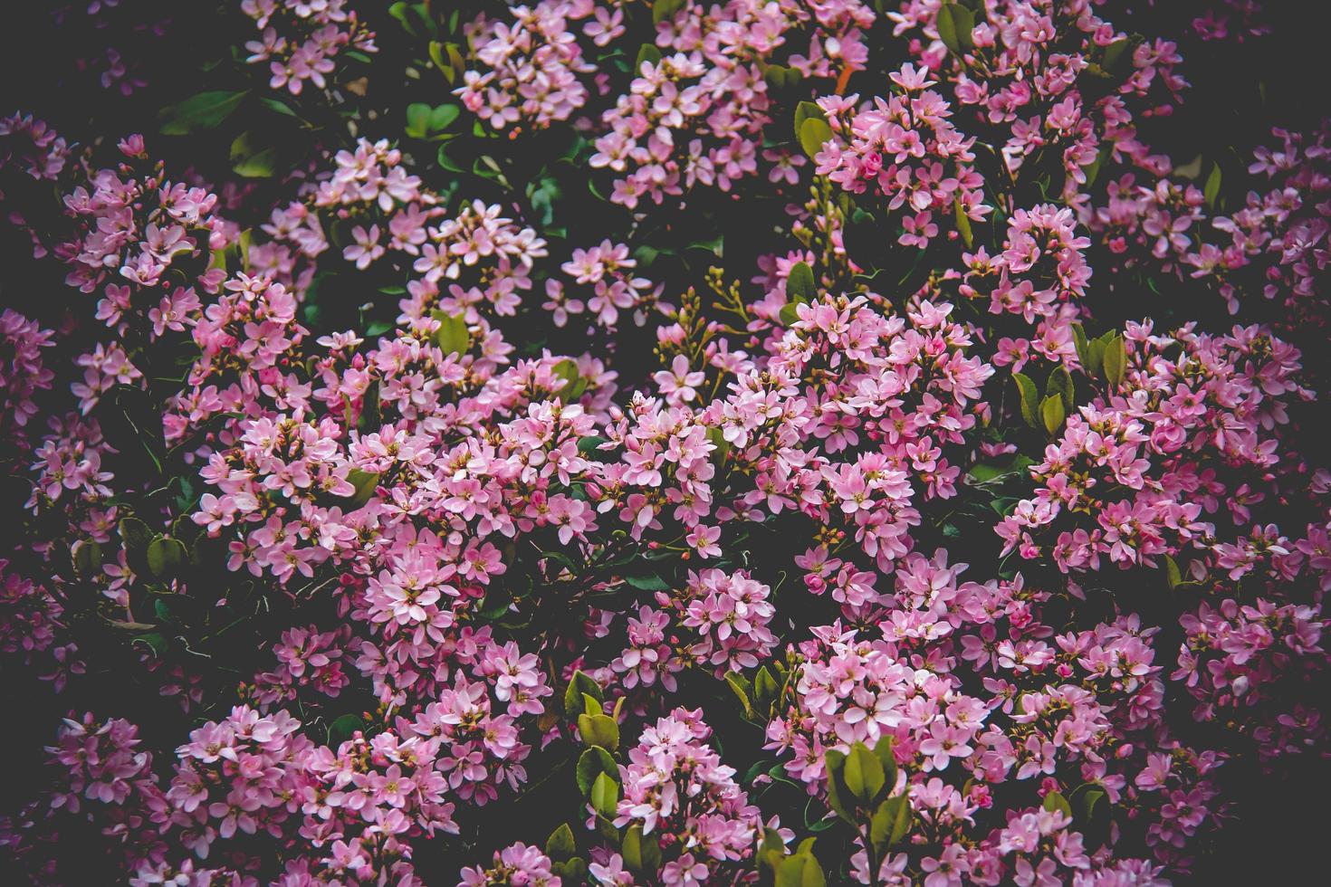 Field of pink flowers photo