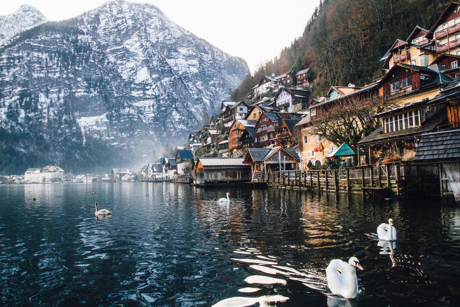 cisnes y pueblo cerca del agua foto