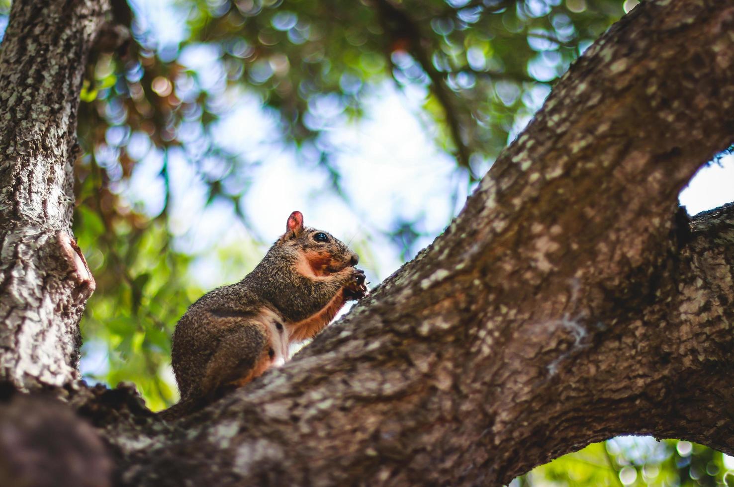 Squirrel in a tree photo