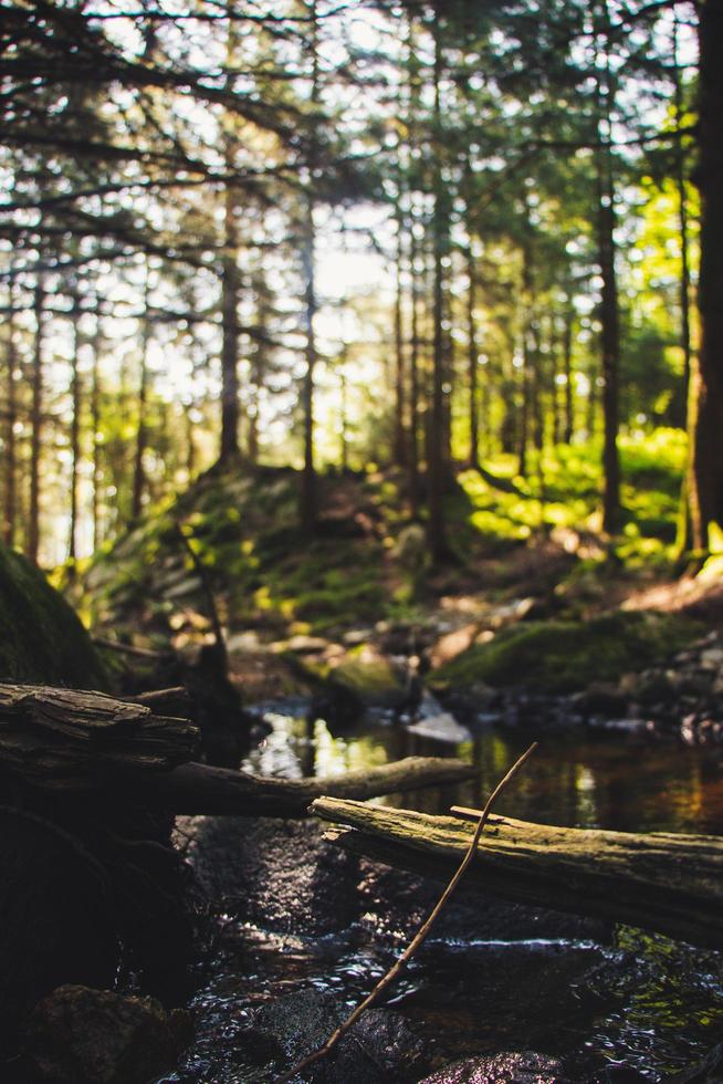  Forest during daytime photo