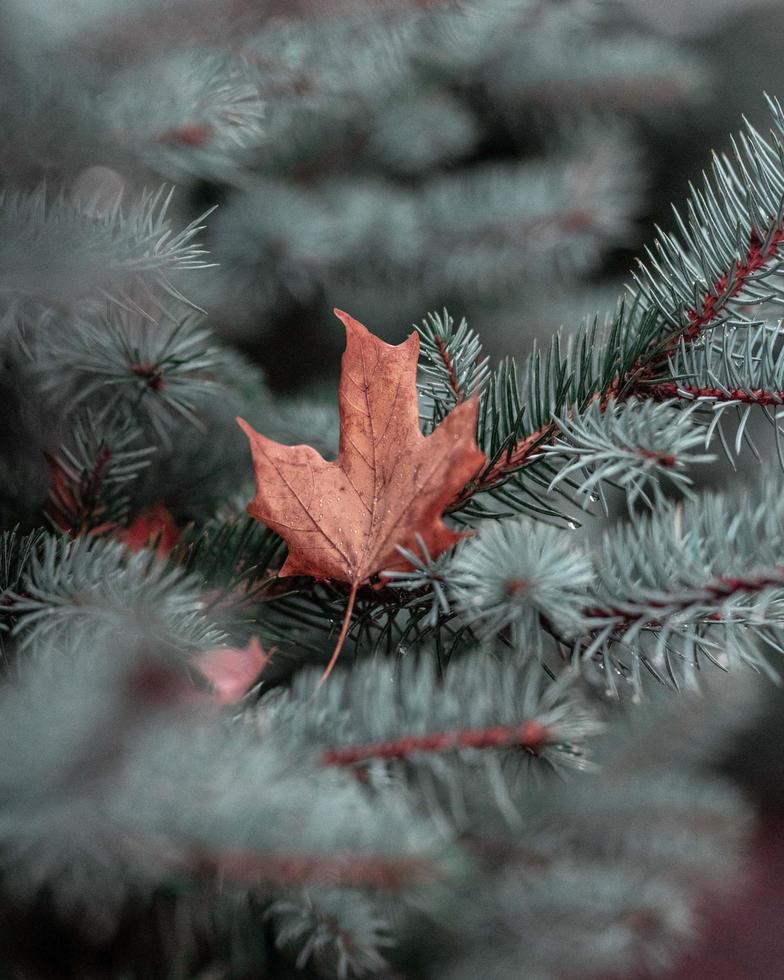 Close-up of dried leaf on pine tree photo