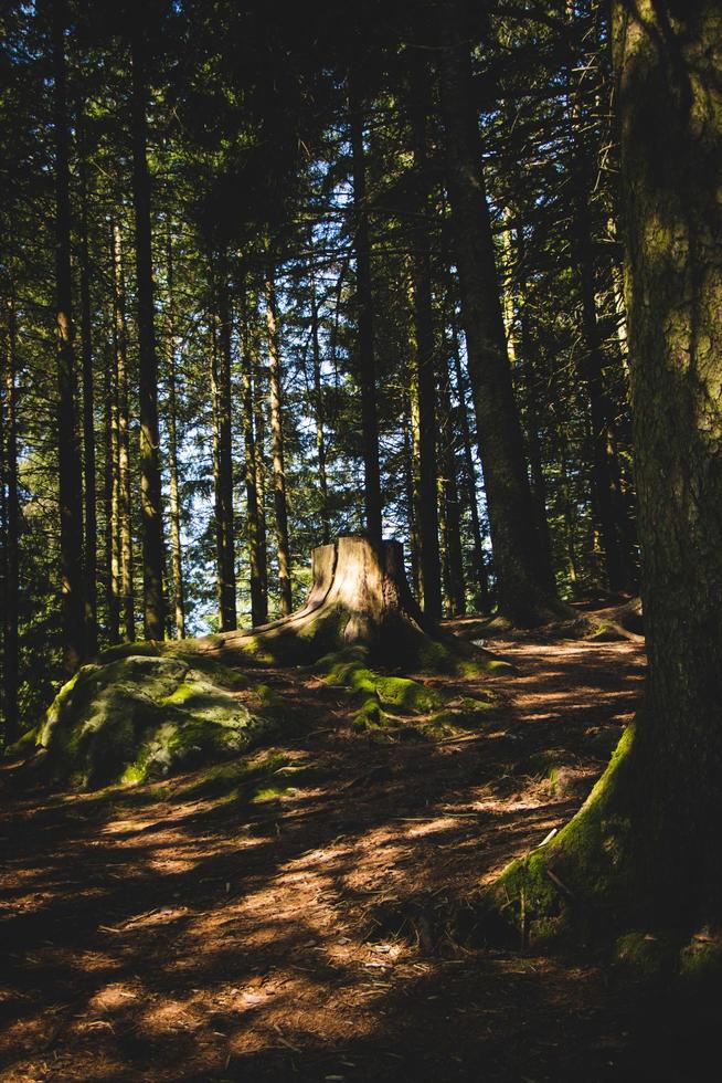  Trees during daytime photo