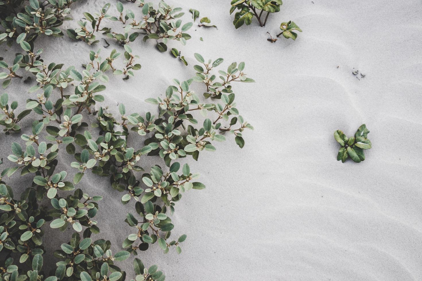 Plants from underneath the sand photo