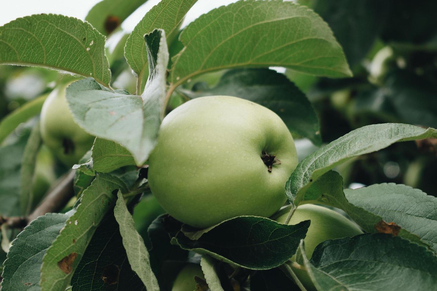 Close-up of green apple photo