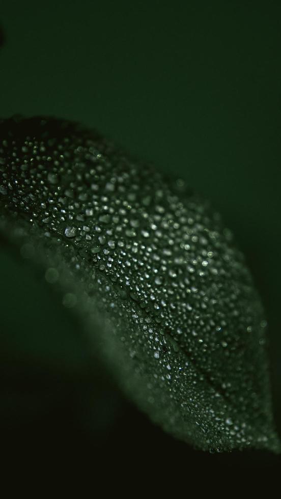 Close-up of dew drops on leaf photo