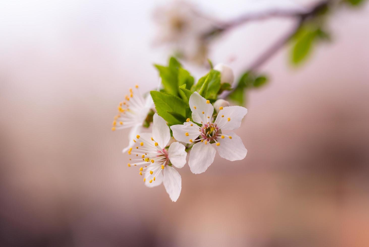 flor blanca pelada foto