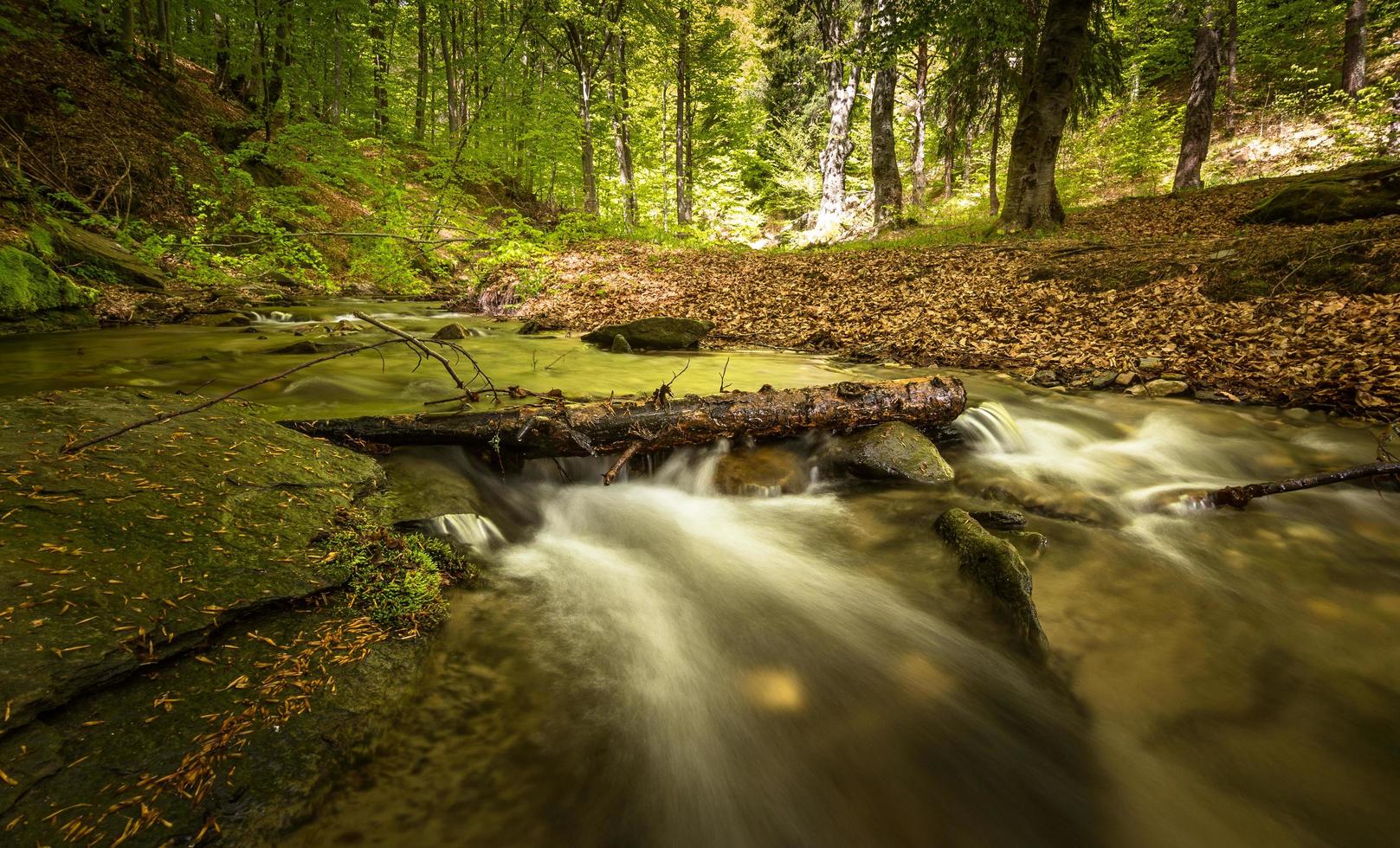 Water stream in the forest photo