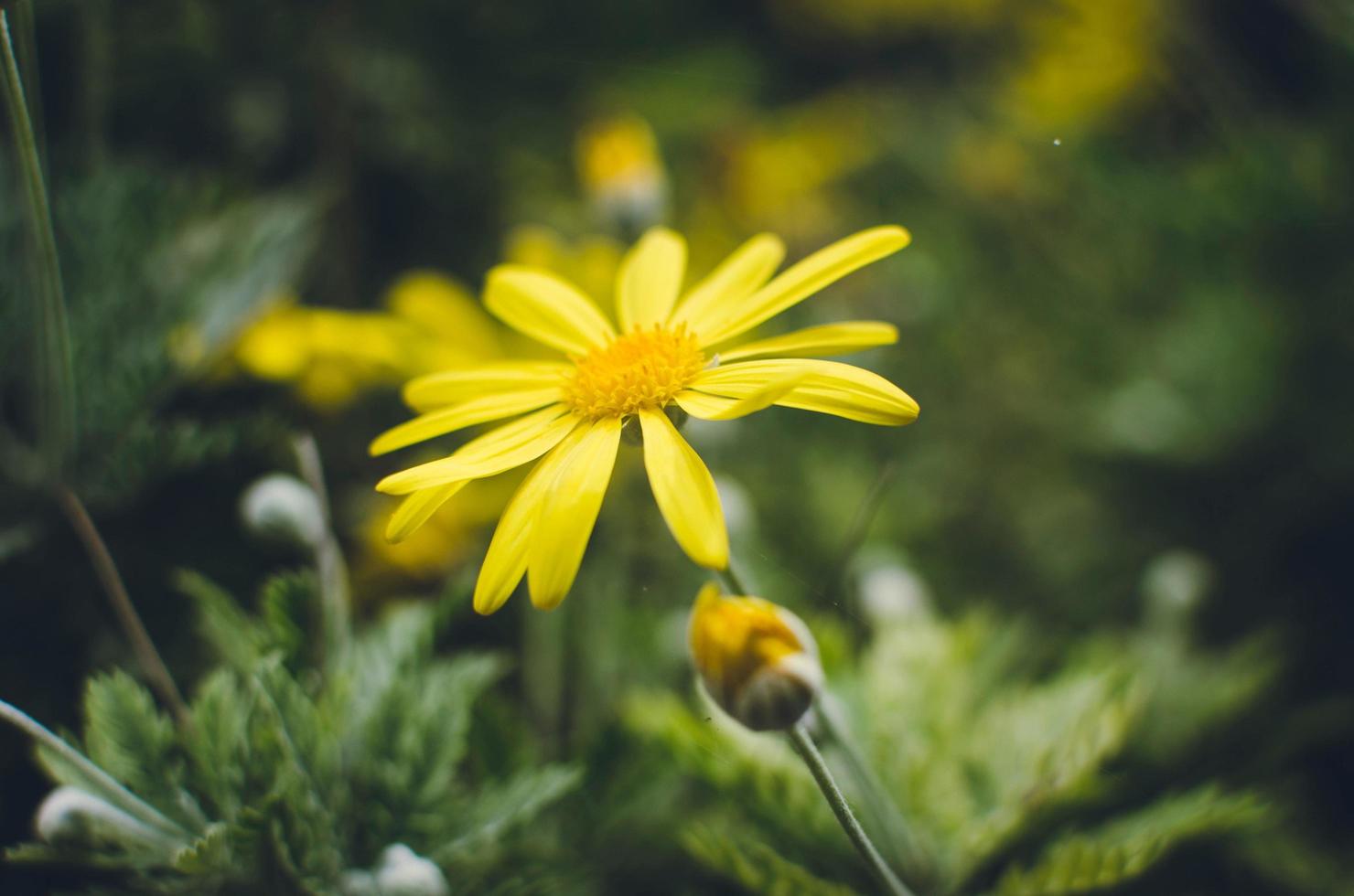 flor amarilla en flor foto