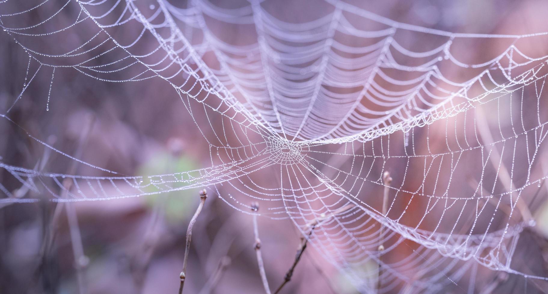 Close up of spider web photo