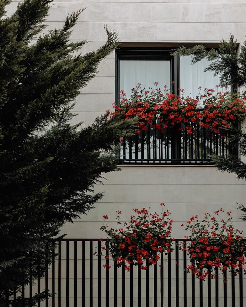 flores rojas en los rieles de la ventana foto