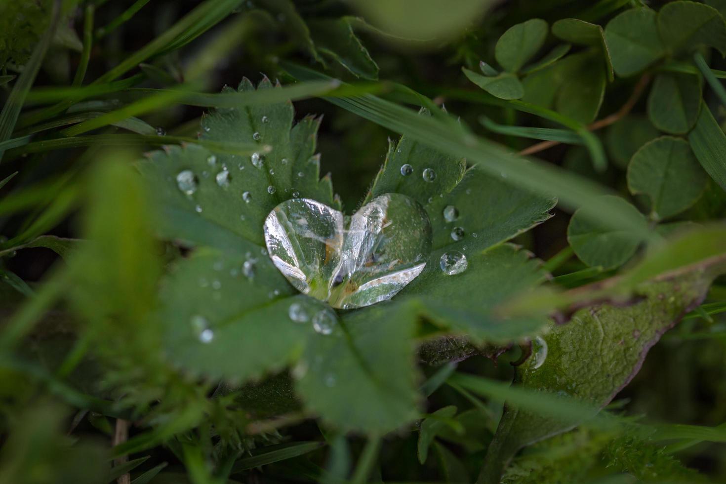 Green leaf plant photo