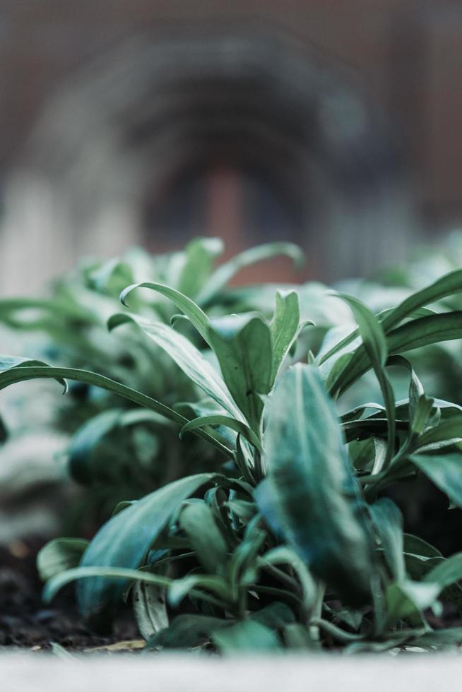 Close up of plants photo