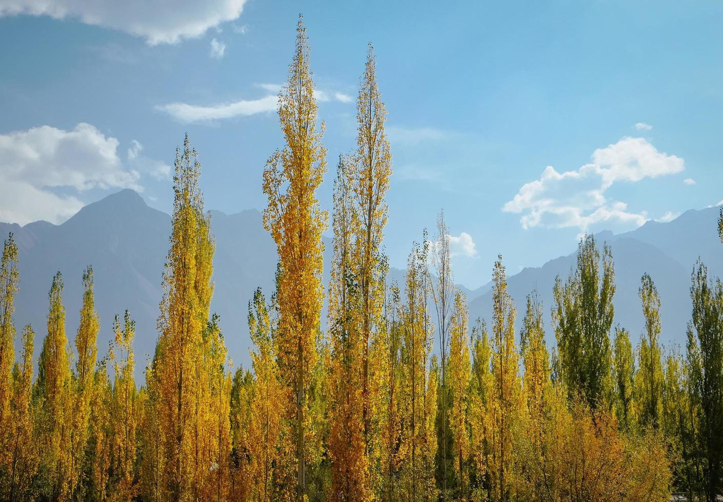 Yellow and green leaves  photo