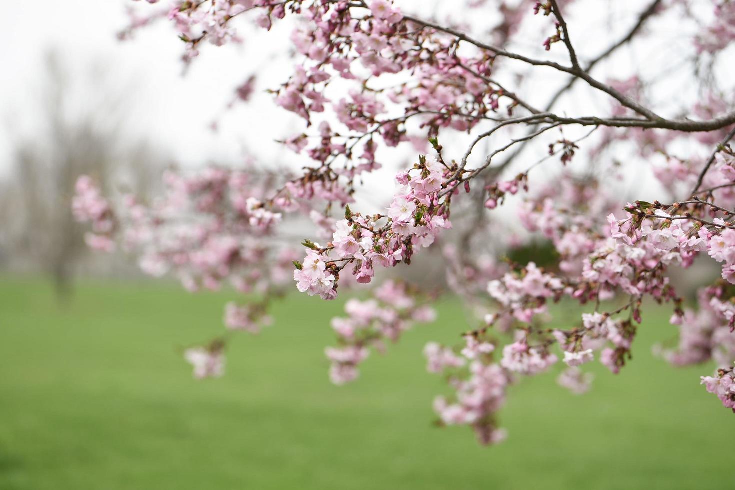 Pink cherry blossom tree in field photo